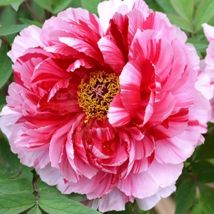 Paeonia Dao Jin