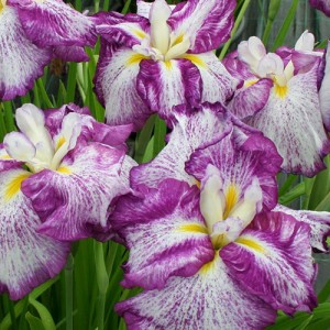Iris Ensata Harlequinesque
