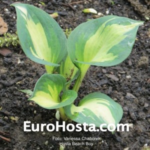 Hosta Beach Boy - Eurohosta