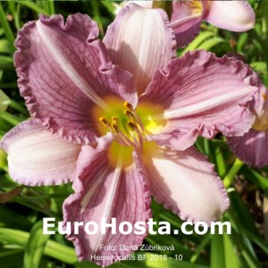 Hemerocallis BF 2018 - 10 Eurohosta