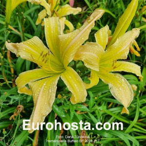 Hemerocallis BF 2018 - 17 Eurohosta