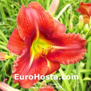 Hemerocallis BF 2018 - 31 Eurohosta