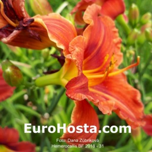 Hemerocallis BF 2018 - 31 Eurohosta