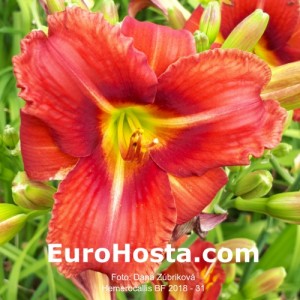 Hemerocallis BF 2018 - 31 Eurohosta