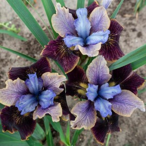 Iris Peacock Butterfly Black Joker