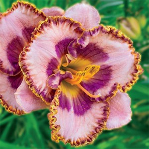 Hemerocallis Beachy Keen