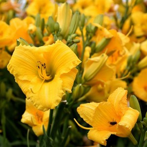 Hemerocallis Bakabana