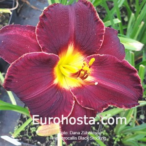 Hemerocallis Black Stockings