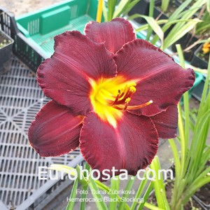 Hemerocallis Black Stockings