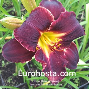 Hemerocallis Black Stockings