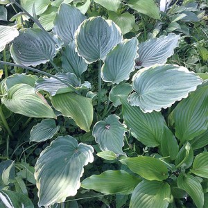 Hosta Blue Jeans Bling