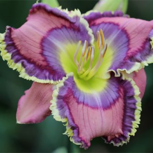 Hemerocallis Blue Martini 