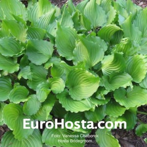 Hosta Bridegroom 