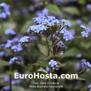 Brunnera macrophylla