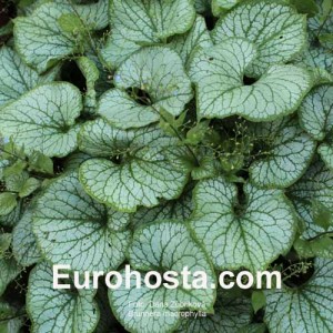 Brunnera macrophylla