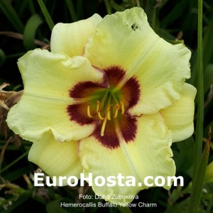 Hemerocallis Buffalo Yellow Charm 