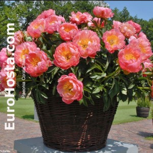 PAEONIA CORAL CHARM 