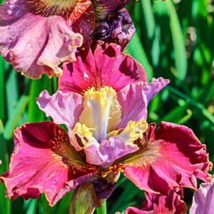 Iris Peacock Butterfly® Cherry Fling