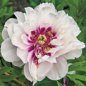 Peony Cora Luise