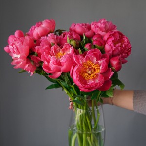 Paeonia Coral Charm