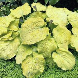 Hosta Corn Muffins