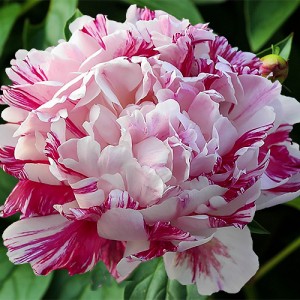 Paeonia Candy Stripes