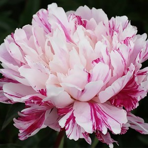 Paeonia Candy Stripes