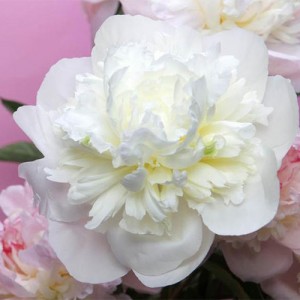 Paeonia Duchesse de Nemours