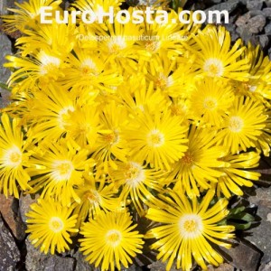 Delosperma basuticum Lineare 