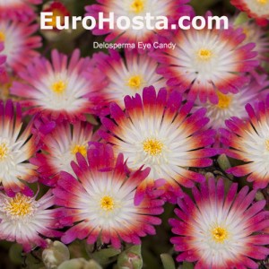 Delosperma Eye Candy