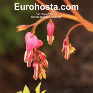 Dicentra spectabilis 'Goldheart'