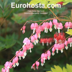 Dicentra spectabilis 'Goldheart'