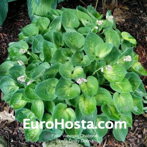 Hosta Dinky Donna - Eurohosta