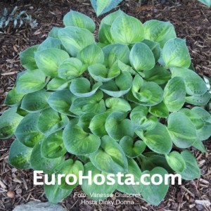 Hosta Dinky Donna - Eurohosta