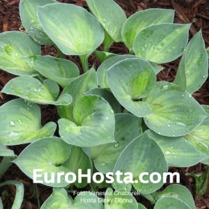 Hosta Dinky Donna - Eurohosta