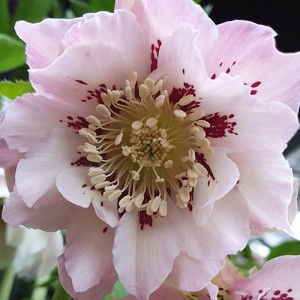 Helleborus orientalis Double Ellen Spotted Pink