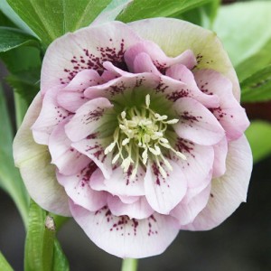 Helleborus orientalis Double Ellen Spotted Pink