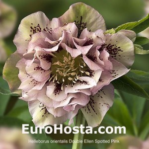 Helleborus orientalis Double Ellen Spotted Pink