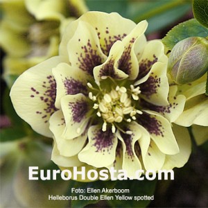 Helleborus  Double Ellen Yellow Spotted