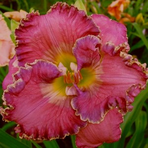 Hemerocallis Doyle Pierce