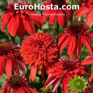 Echinacea Purpurea 'Eccentric'