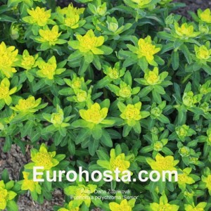 Euphorbia polychroma