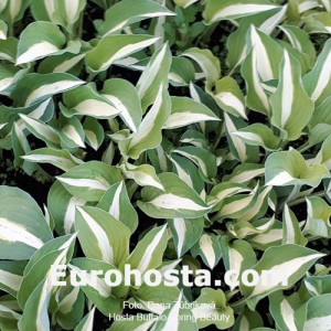 Hosta Buffalo Spring Beauty