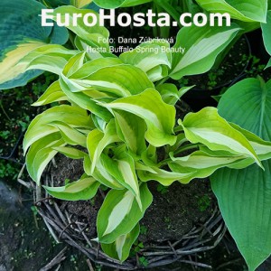 Hosta Buffalo Spring Beauty