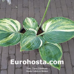 Hosta Color in Motion