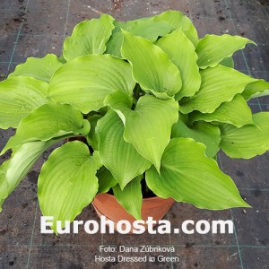 Hosta Dressed in Green