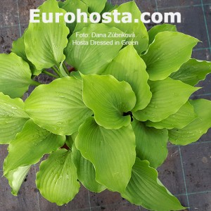 Hosta Dressed in Green