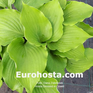 Hosta Dressed in Green