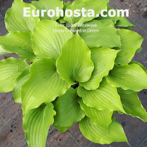 Hosta Dressed in Green