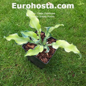 Hosta Gravity Rocks 